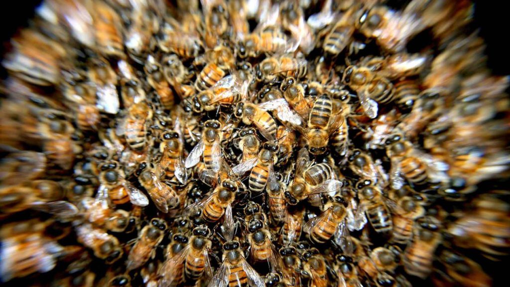 5 Strategien, um Reizüberflutung ganzheitlich zu vermeiden, Bienenstock