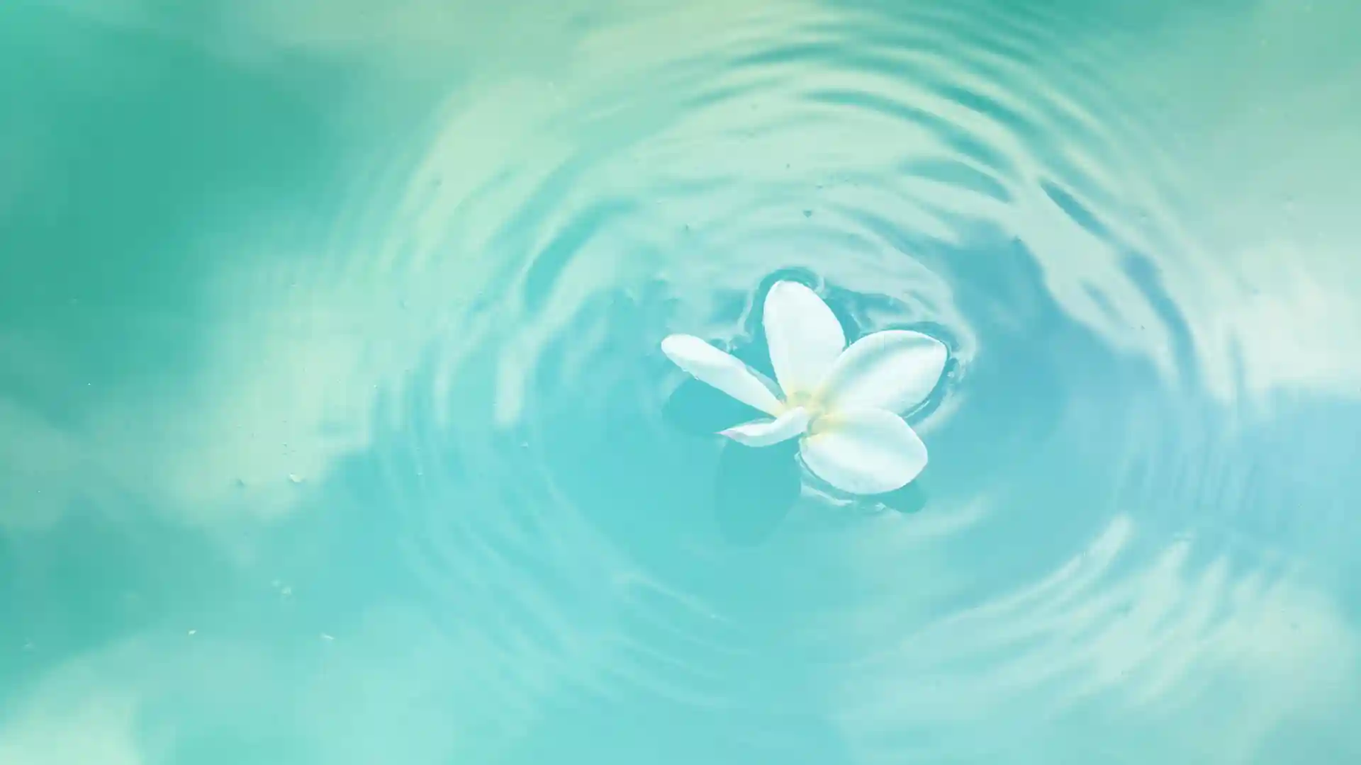 Hochsensibel und hochbegabt, Lotusblüte auf Wasseroberfläche