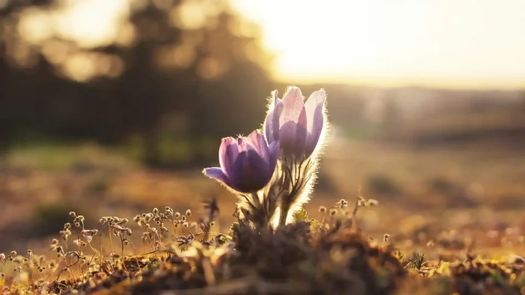 Hochsensibilität & Typus, einzelne Blume auf einem Feld