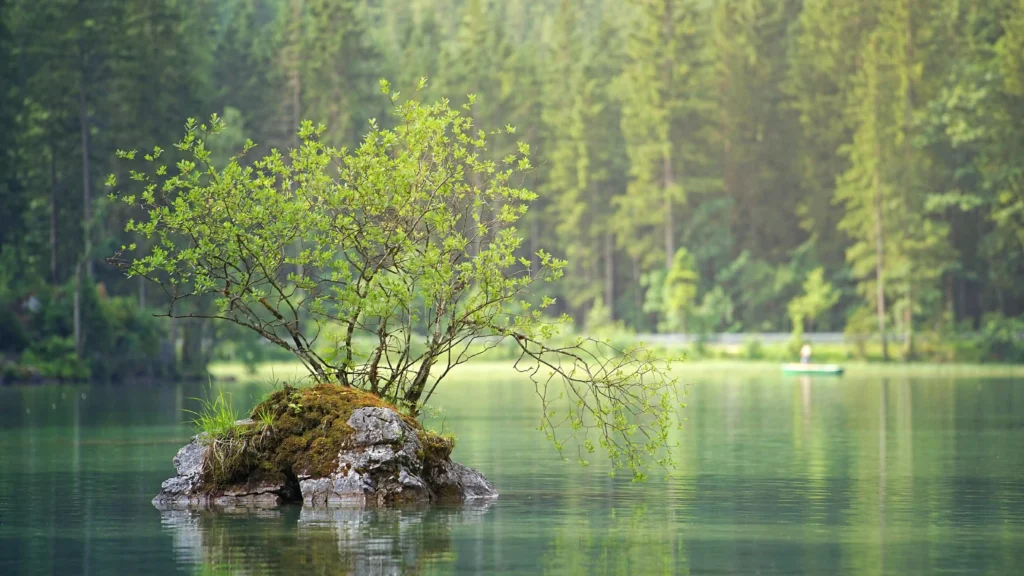 Ist Hochsensibilität eine nicht sichtbare Beeinträchtigung? Baum im See