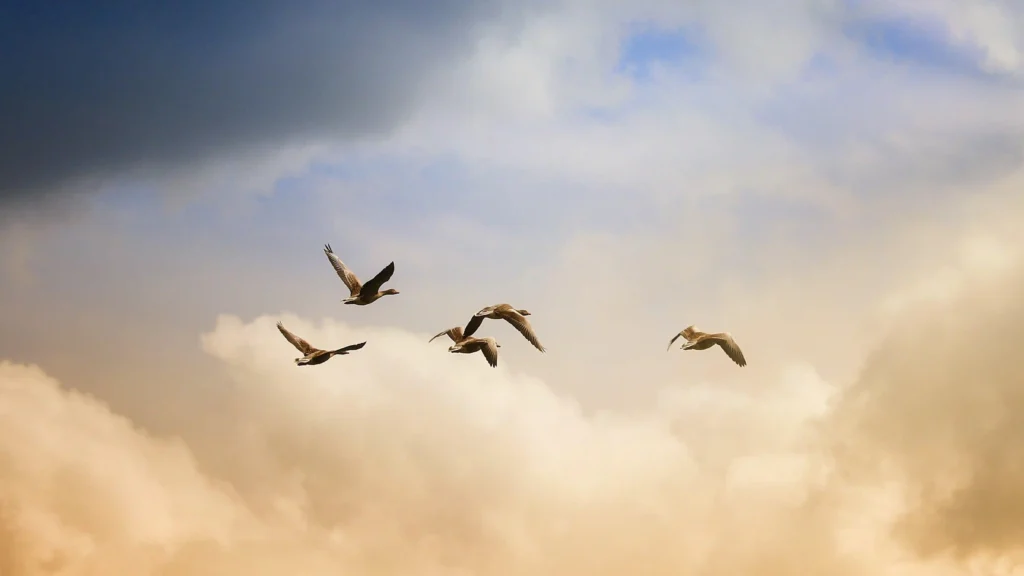 Ist Hochsensibilität eine nicht sichtbare Beeinträchtigung? Enten am Himmel
