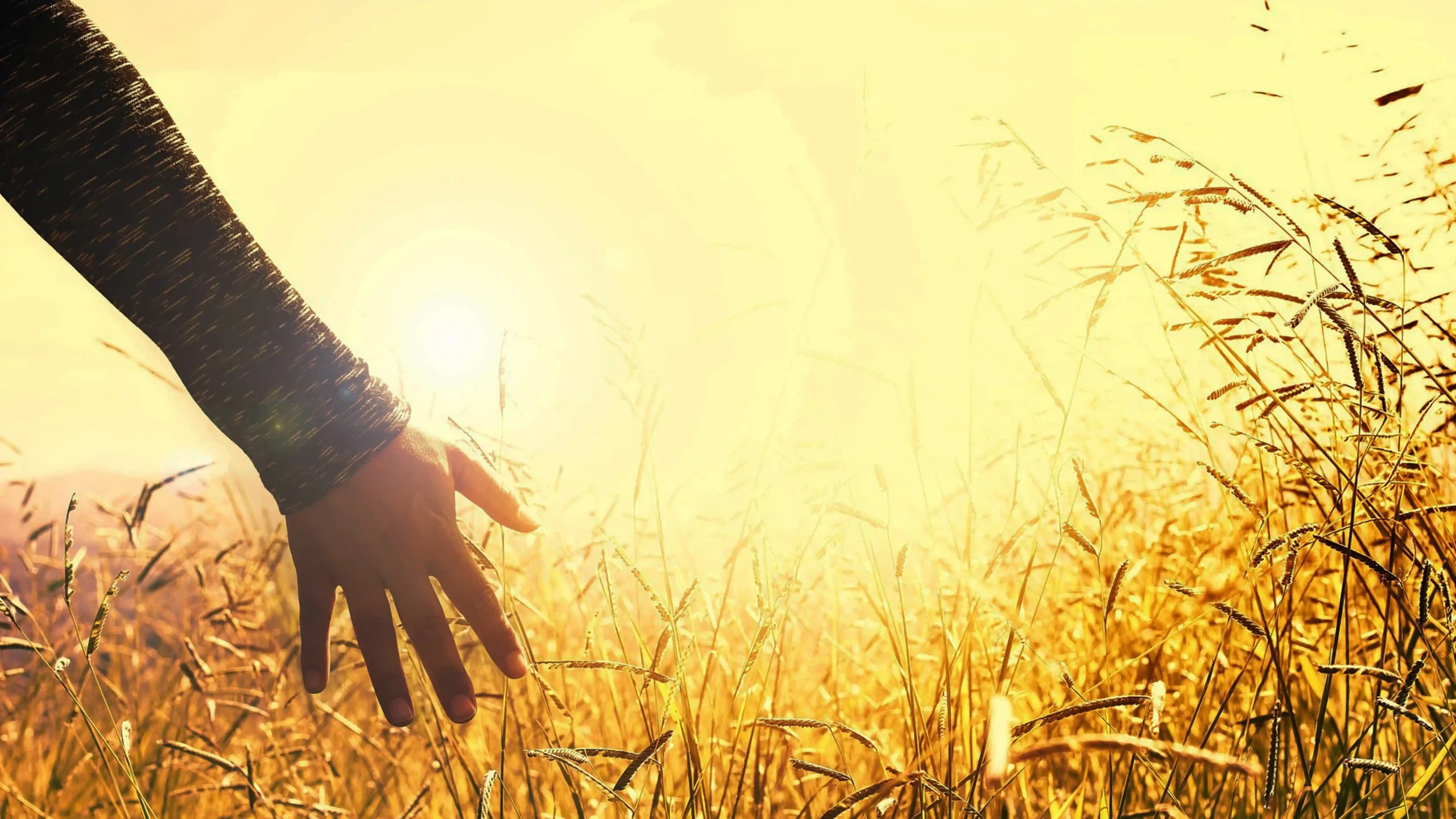 Ist Hochsensibilität eine nicht sichtbare Beeinträchtigung? Hand im Kornfeld