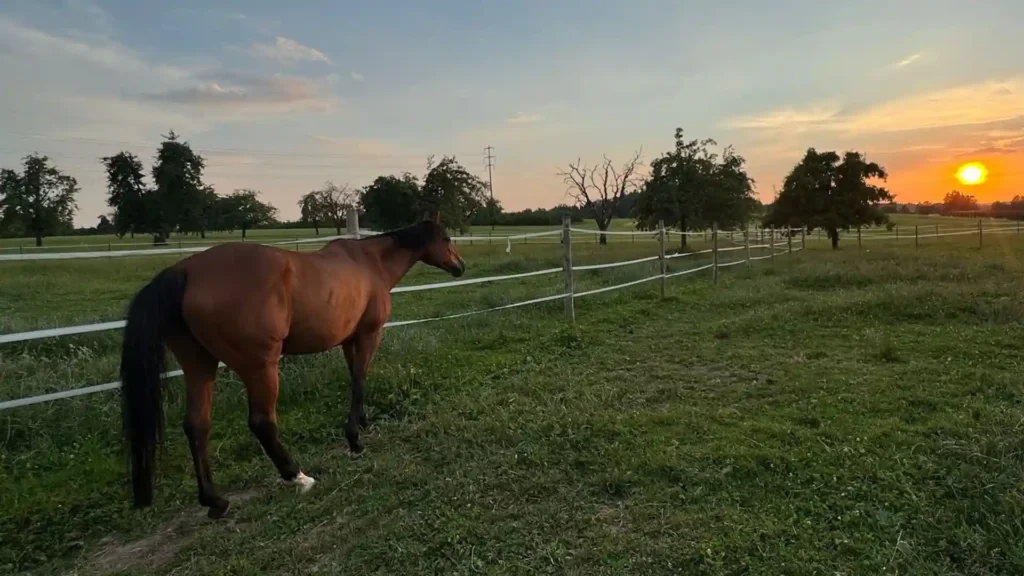 Was mein Pferd mir über Präsenz beibrachte, Sonnenuntergang mit Pferd