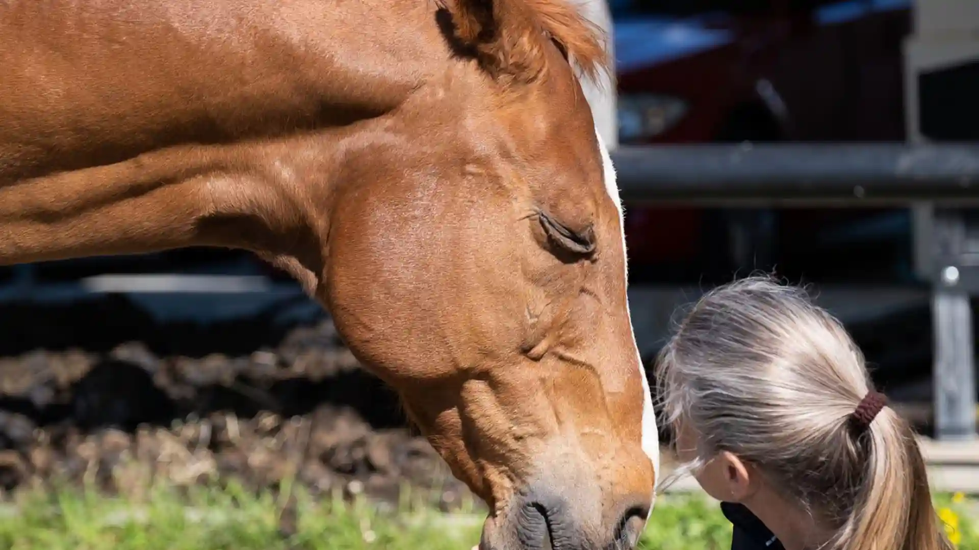 Was mein Pferd mir über Präsenz beibrachte, Monika Egger mit Pferd