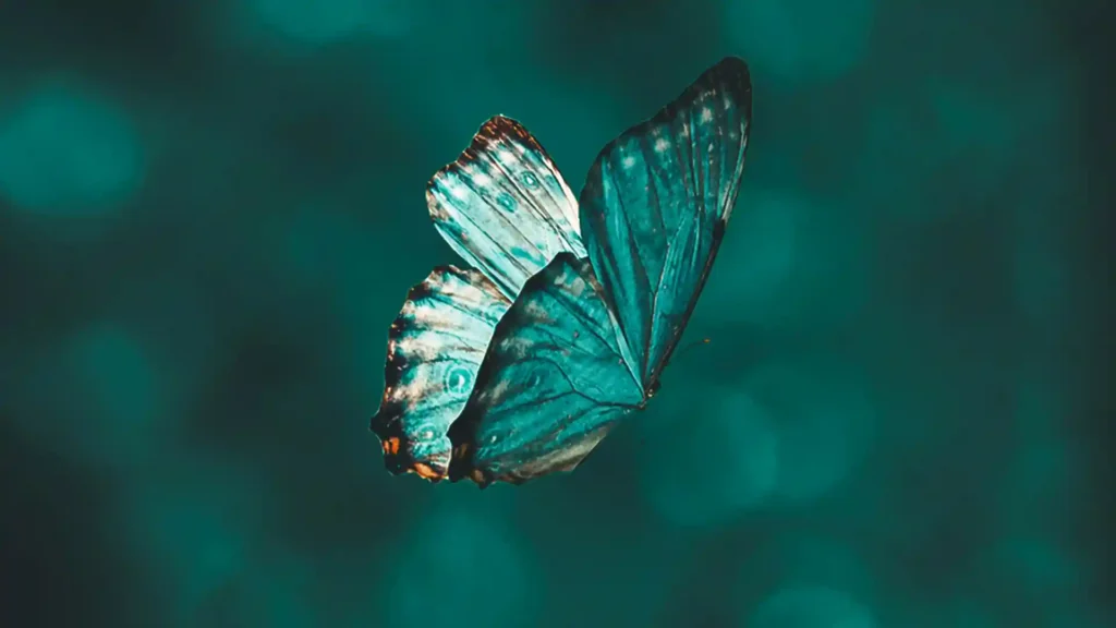 Grüner Schmetterling
