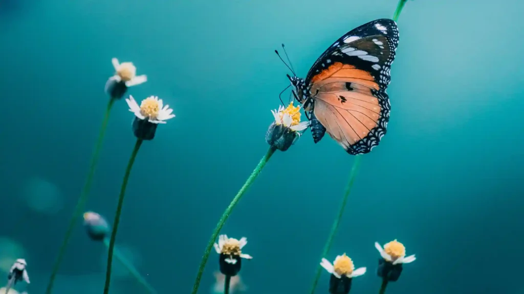 Schmetterling auf Gänseblümchen