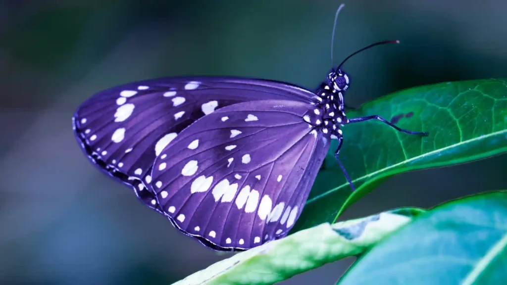 Violetter Schmetterling