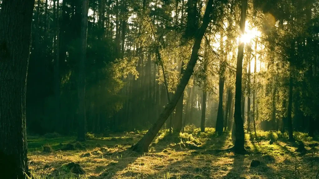 hochsensible Familien Entlastung in der Natur, Waldstück mit Sonne