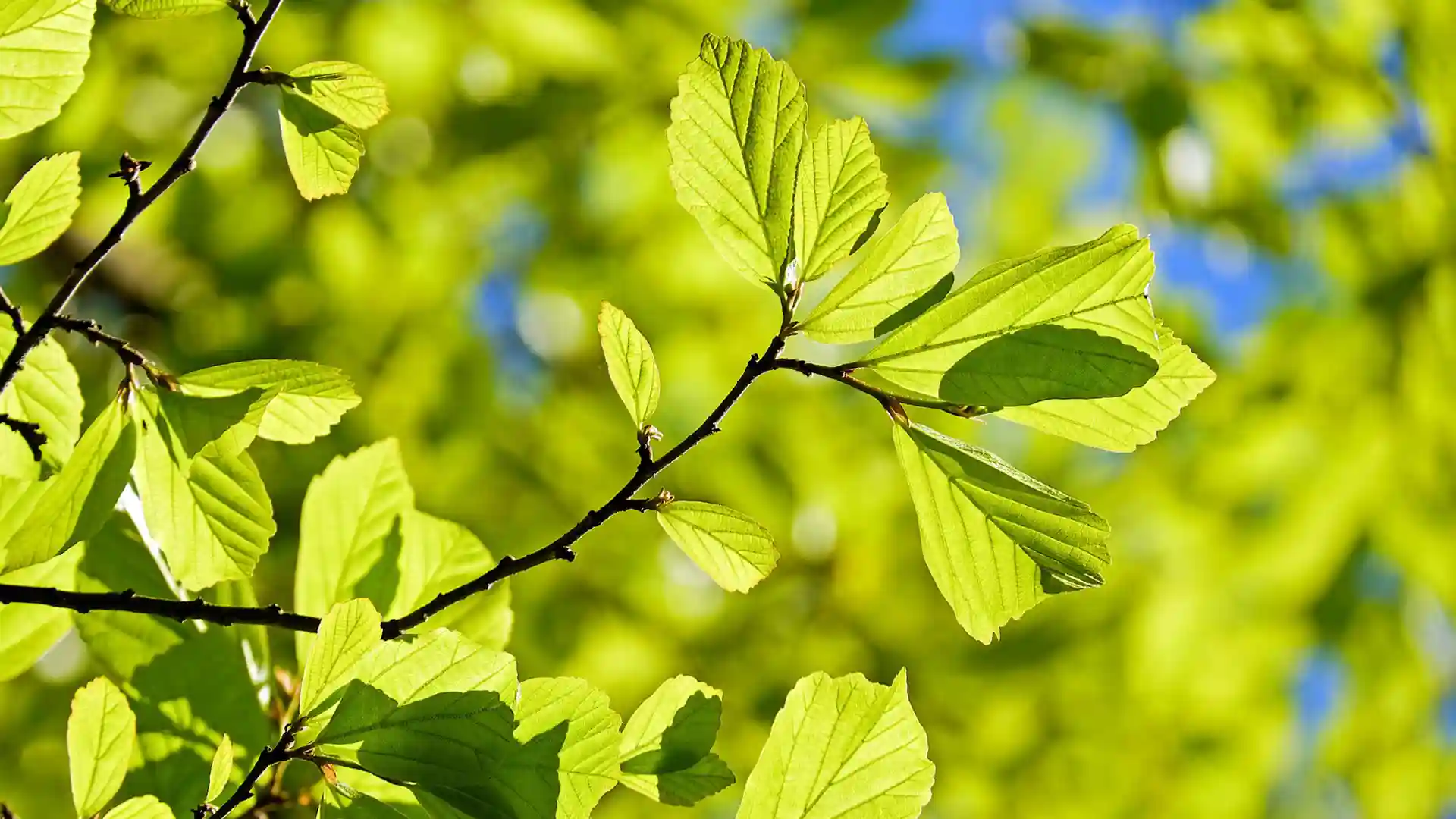 hochsensible Familien Entlastung in der Natur, Baum mit grünen Blättern