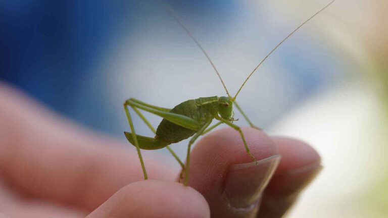 Das enorme Wahrnehmungsvermögen von Hochsensiblen, grüne Heuschrecke