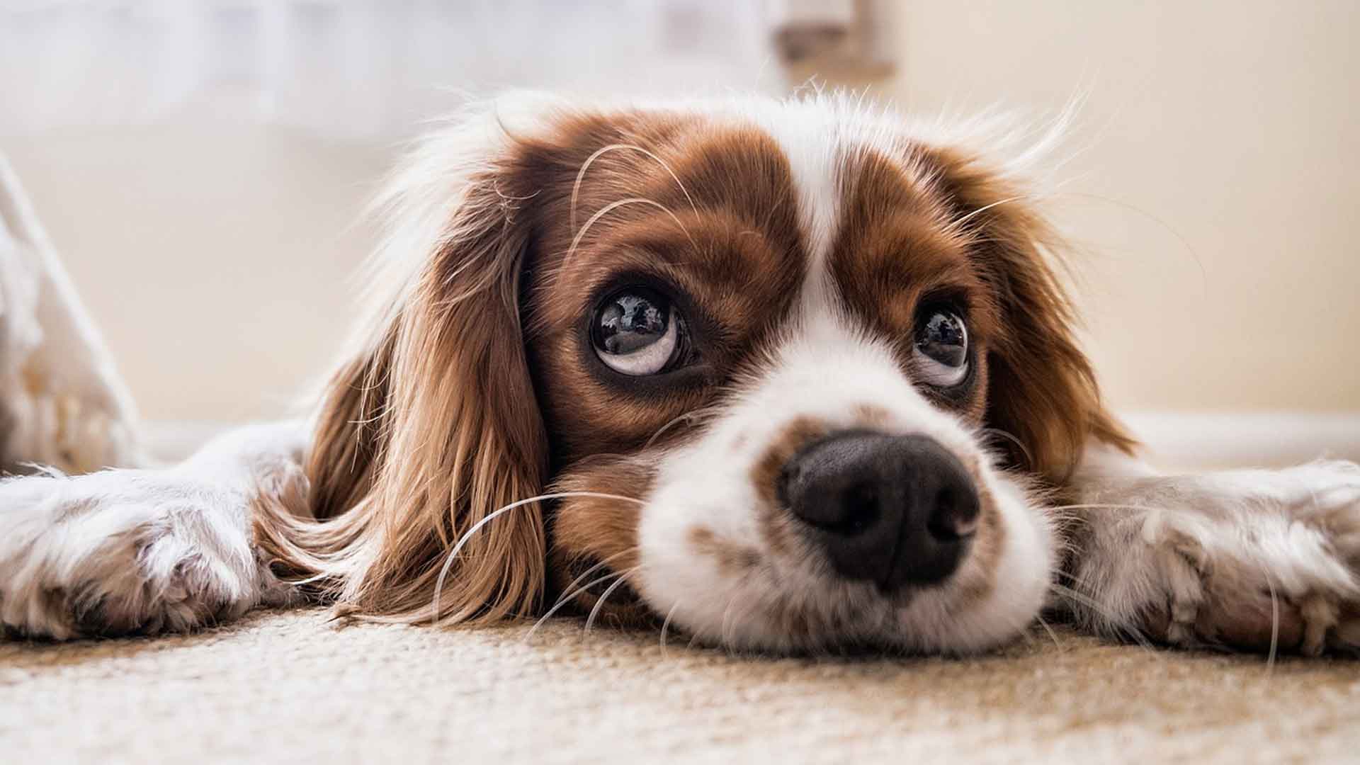 Was Hochsensible von einem Hund lernen können, Beitragsbild