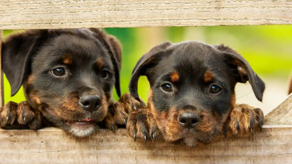 Was Hochsensible von einem Hund lernen können, zwei junge Rottweiler