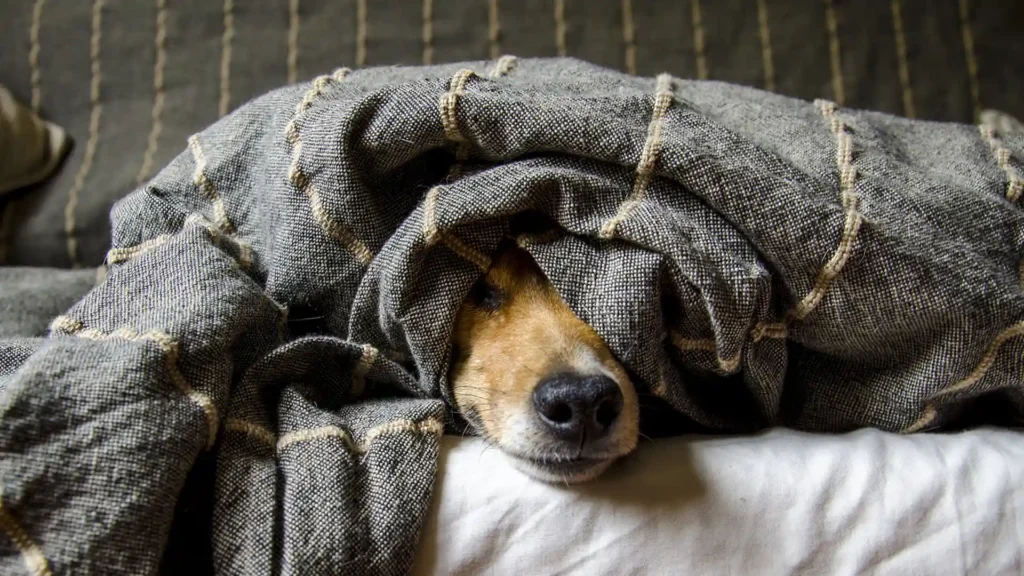 Was Hochsensible von einem Hund lernen können, Hund schlafend unter einer Decke