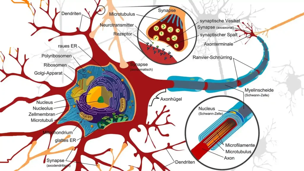Hochsensibilität & Neurobiologie: 4 wissenschaftliche Hintergründe, Grafik Aufbau Nervenzelle