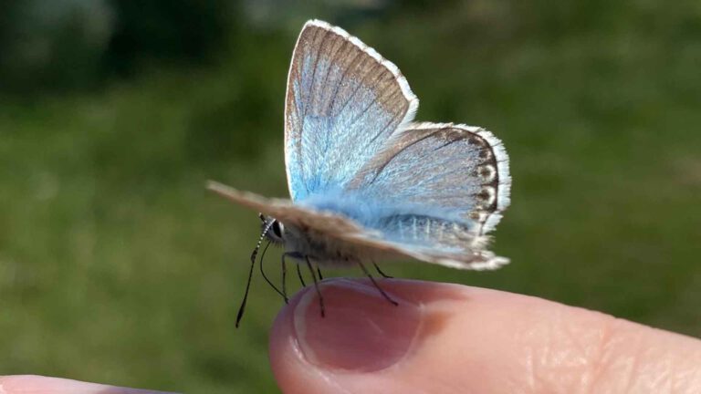 Polyvagal-Theorie: Glimmer-Momente für Hochsensible, blauer Schmetterling