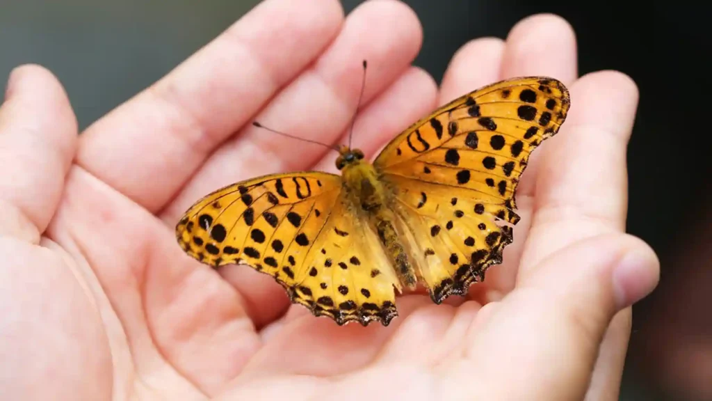 Polyvagal-Theorie: Glimmer-Momente für Hochsensible, Schmetterling in Hand