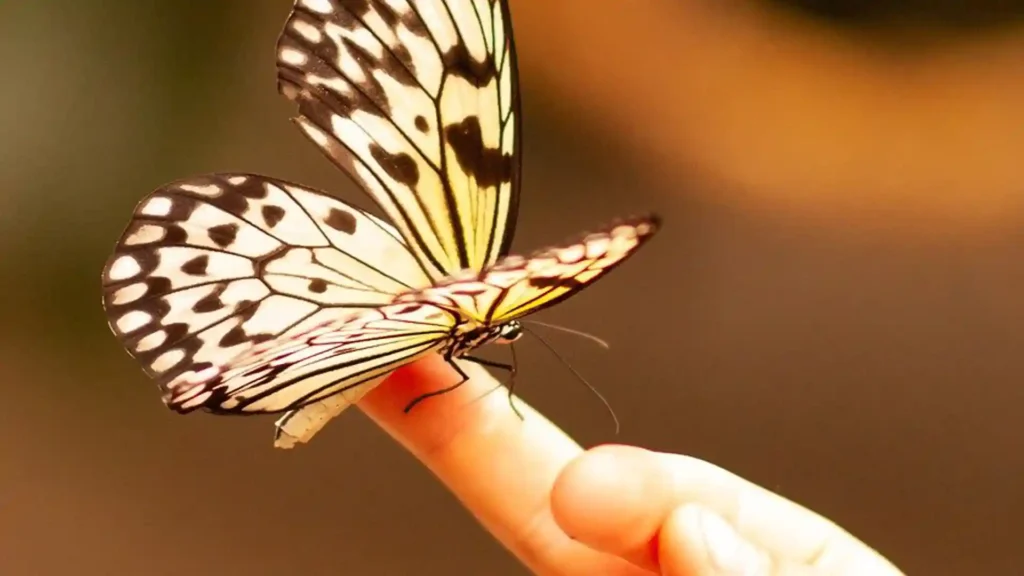 Polyvagal-Theorie: Glimmer-Momente für Hochsensible, Schmetterling auf Finger