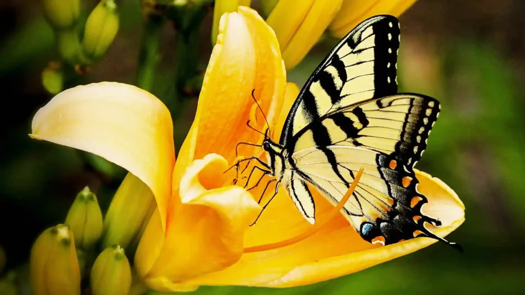 Hochsensible und ihre Fähigkeit zur Ambiguitätstoleranz, Schmetterling auf Blüte