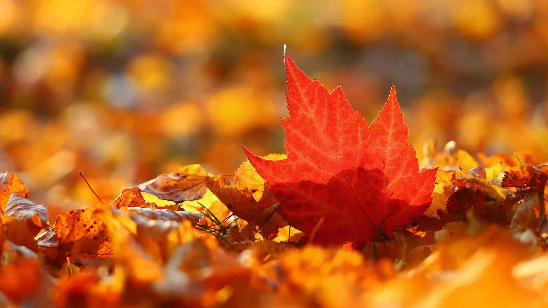 warum Loslassen so befreiend ist, rotes Herbstblatt