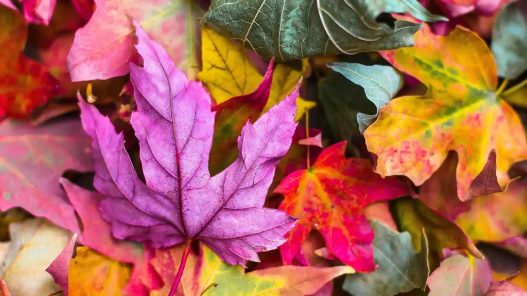 warum Loslassen so befreiend ist, Herbstblätter auf dem Boden