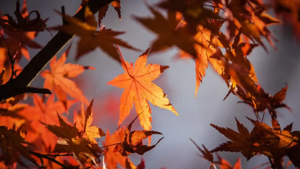 Warum Loslassen so befreiend ist, Herbstblätter am Baum