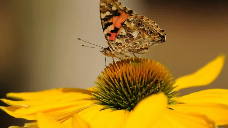Hochsensibel im Sturm: Mit Impathie findest du den inneren Kompass, Schmetterling auf Blume