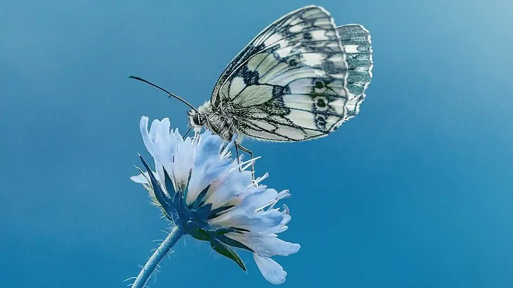 Die hochsensible Wahrnehmung zur eigenen Kraft entwickeln, Schmetterlinge vor blauem Hintergrund