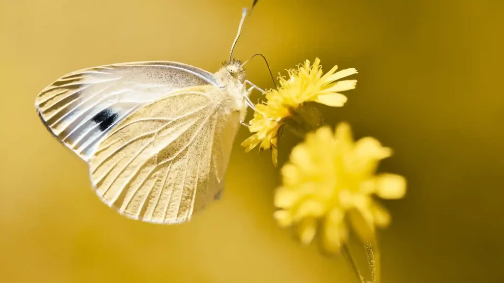 Die hochsensible Wahrnehmung zur eigenen Kraft entwickeln, Nachtfalter auf Blume