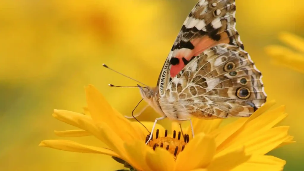 Die hochsensible Wahrnehmung zur eigenen Kraft entwickeln, Schmetterling auf Blume
