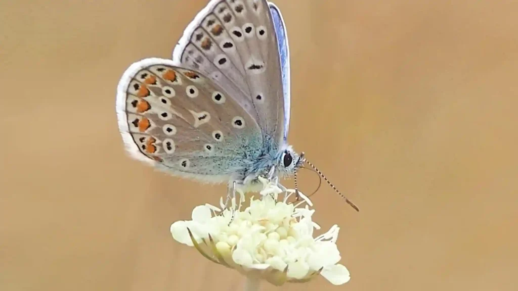 Die hochsensible Wahrnehmung zur eigenen Kraft entwickeln, Schmetterlinge auf Feldblume