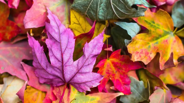 Hochsensibilität: Die Kraft des Neuanfangs, Herbstblätter