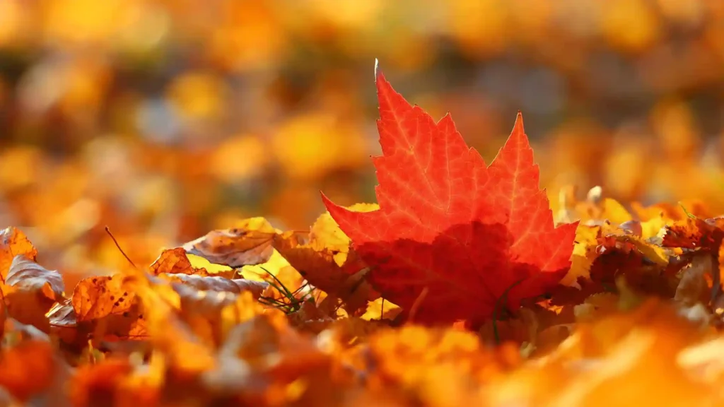 Hochsensibilität: Die Kraft des Neuanfangs, Herbstblätter
